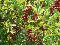 Саженцы Вишня Аморель