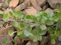 Саженцы Березы Betula nana