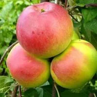 Яблоня карликовая Ковровое