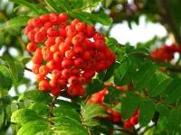 Саженцы рябины, ЗКС (в контейнерах)