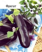 Фрегат баклажан ( 50 гр.)