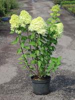 Гортензия метельчатая Hydrangea paniculata Limelight, 0,5-0,7м, с3, 3-4лет