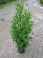 Туя западная Brabant, 0,7-0,9м, с3, 4-5лет