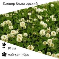 Клевер белый (кормового типа), Белогорский-1