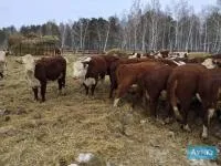 Товарные нетели Герефорды