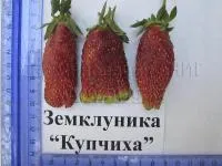 Купчиха. Саженцы земклуники.