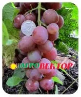 Саженцы винограда Вишенка