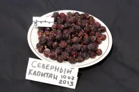 Саженцы крыжовника Северный капитан