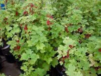 Саженцы смородины красной