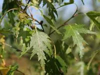 Береза повислая Dalecarlica (Crispa)