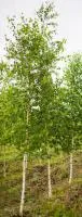 Береза полезная; Betula utilis