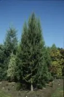 Саженцы Лиственница Европейская