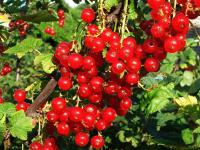 Саженцы смородины красной Ролан