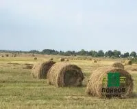 Сено сеянное